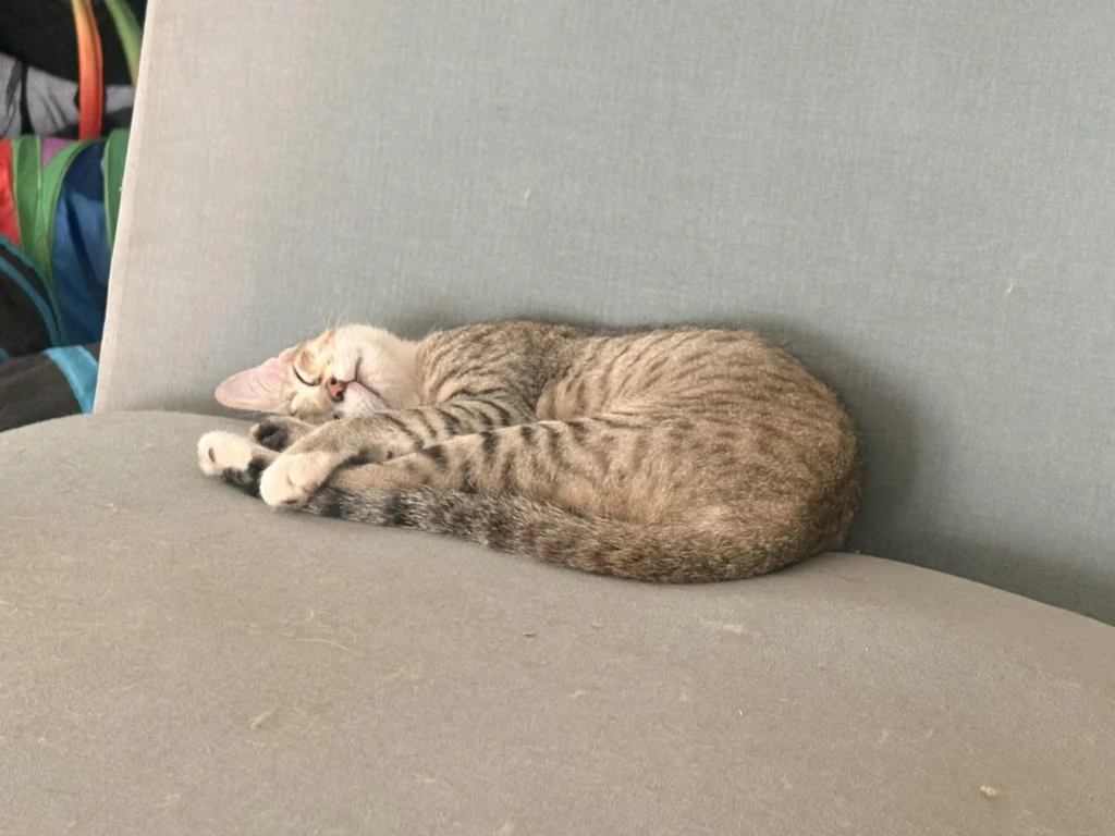 Two young 4 month old rescue kittens looking for a home in Bengaluru