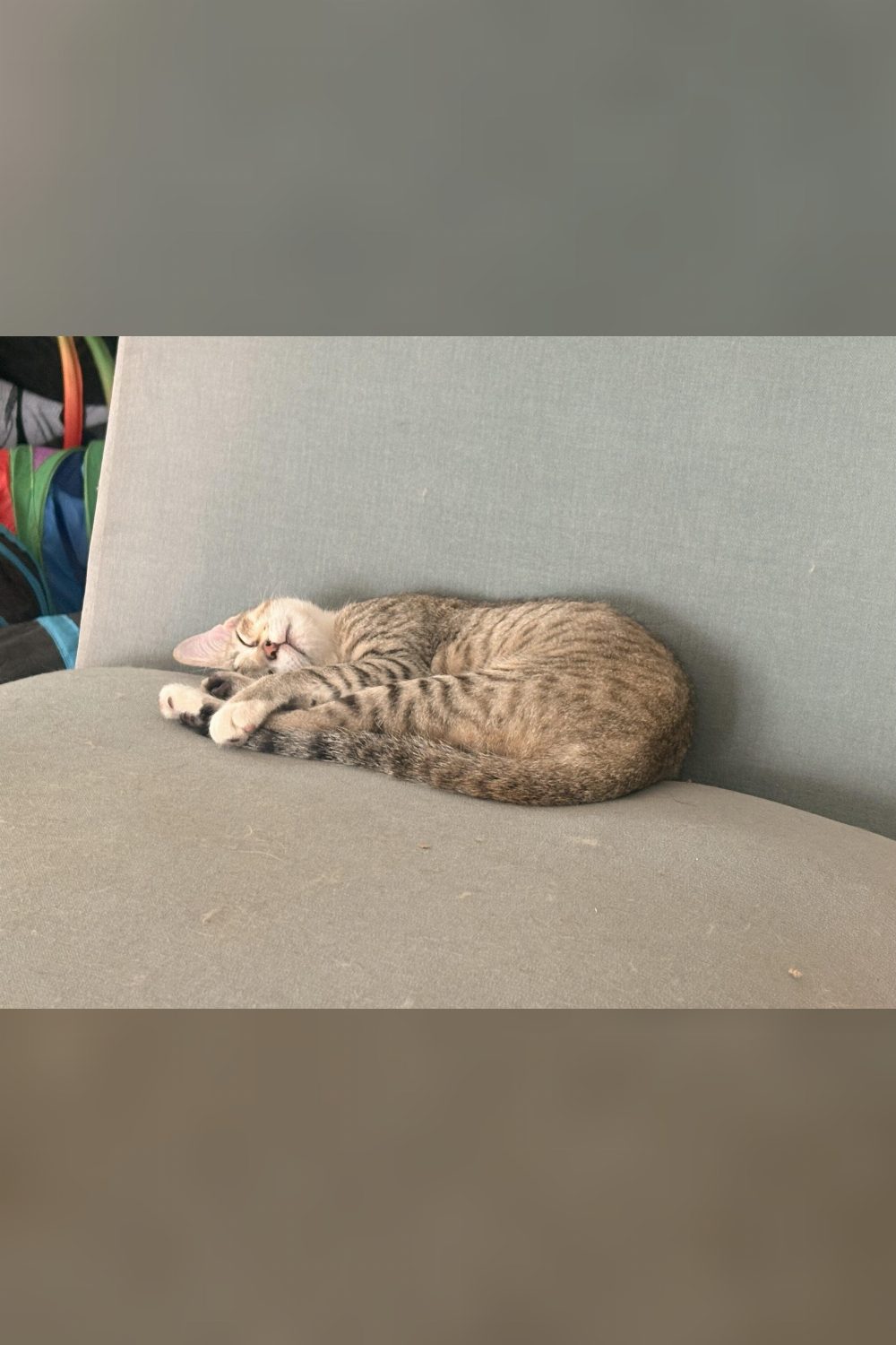 Four 4-month-old kittens for adoption — Bengaluru