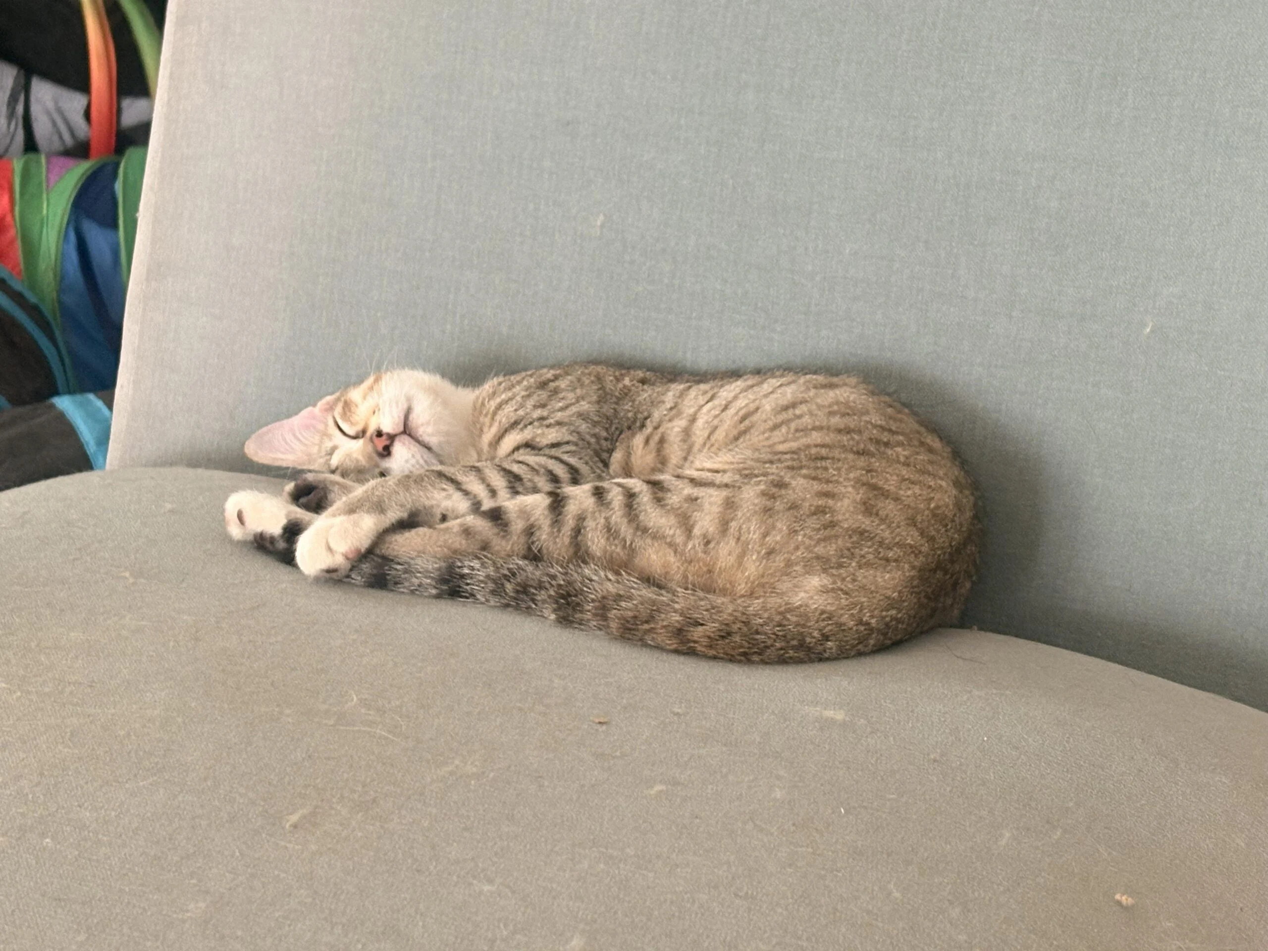 Four 4-month-old kittens for adoption in Bengaluru