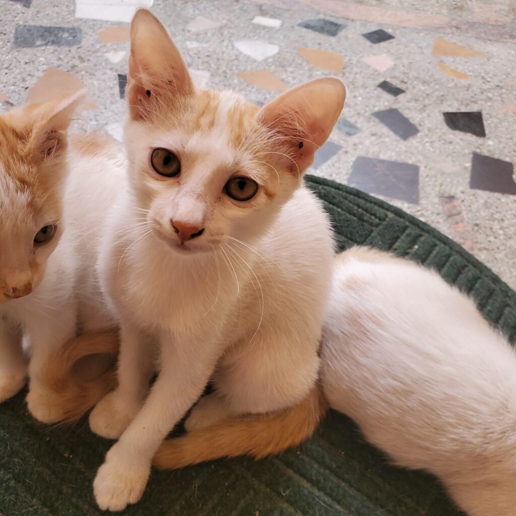 Cute kitten up for adoption - Bangalore