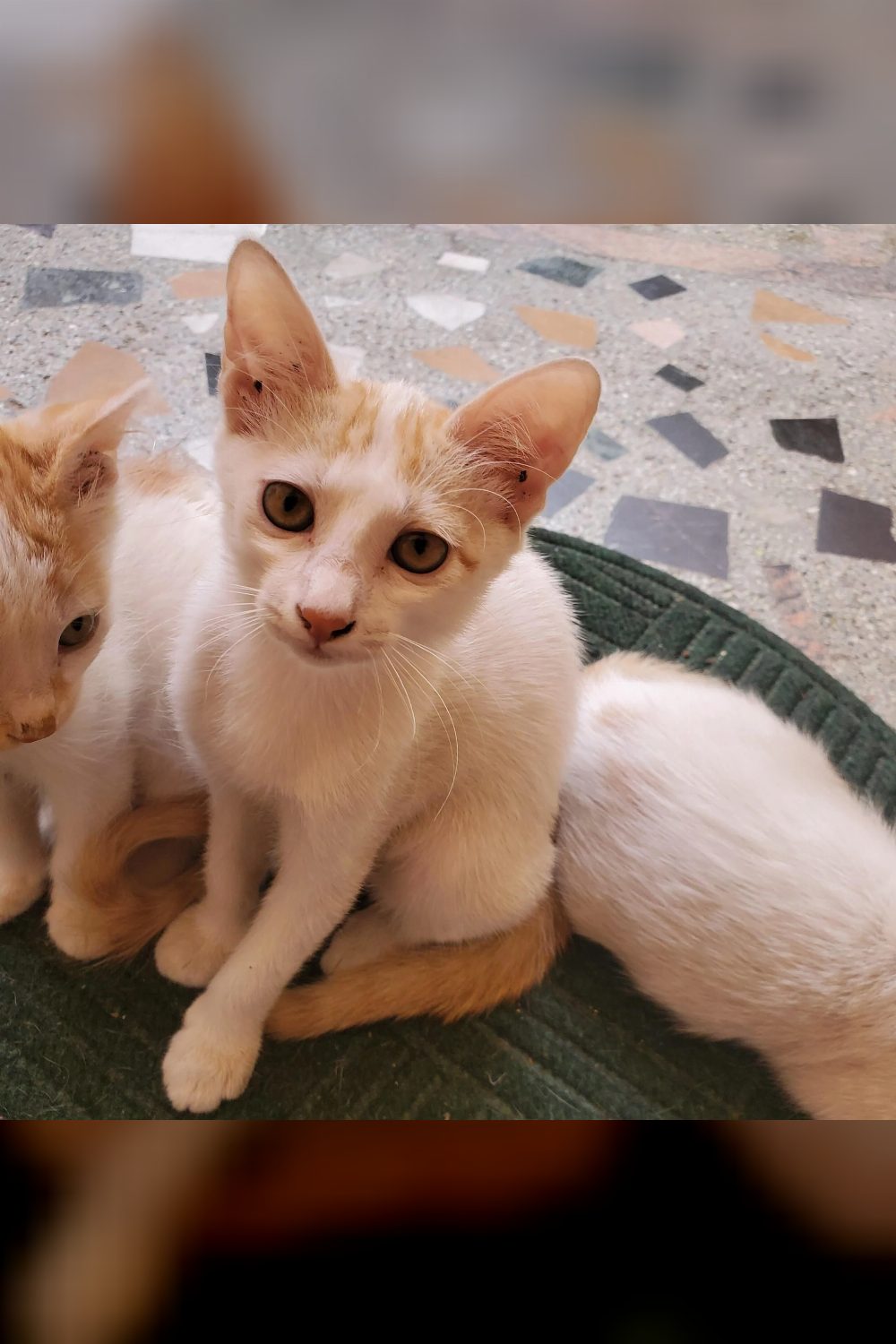 Cute kitten up for adoption — Bengaluru