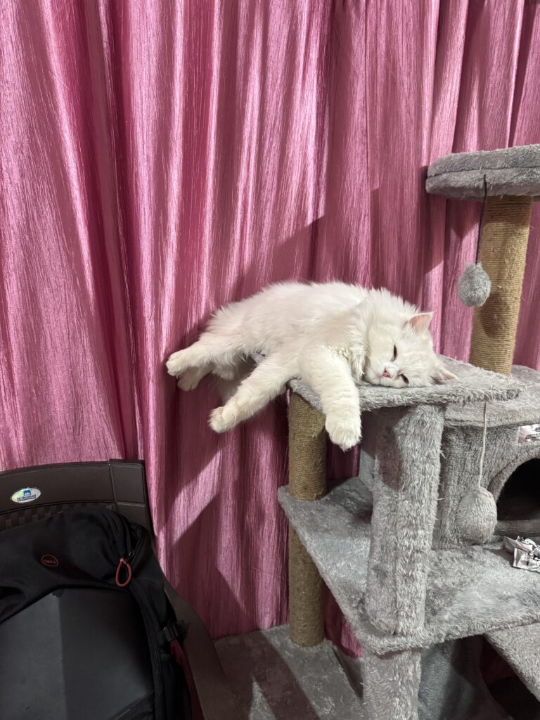 Where Can I Adopt A Cat
