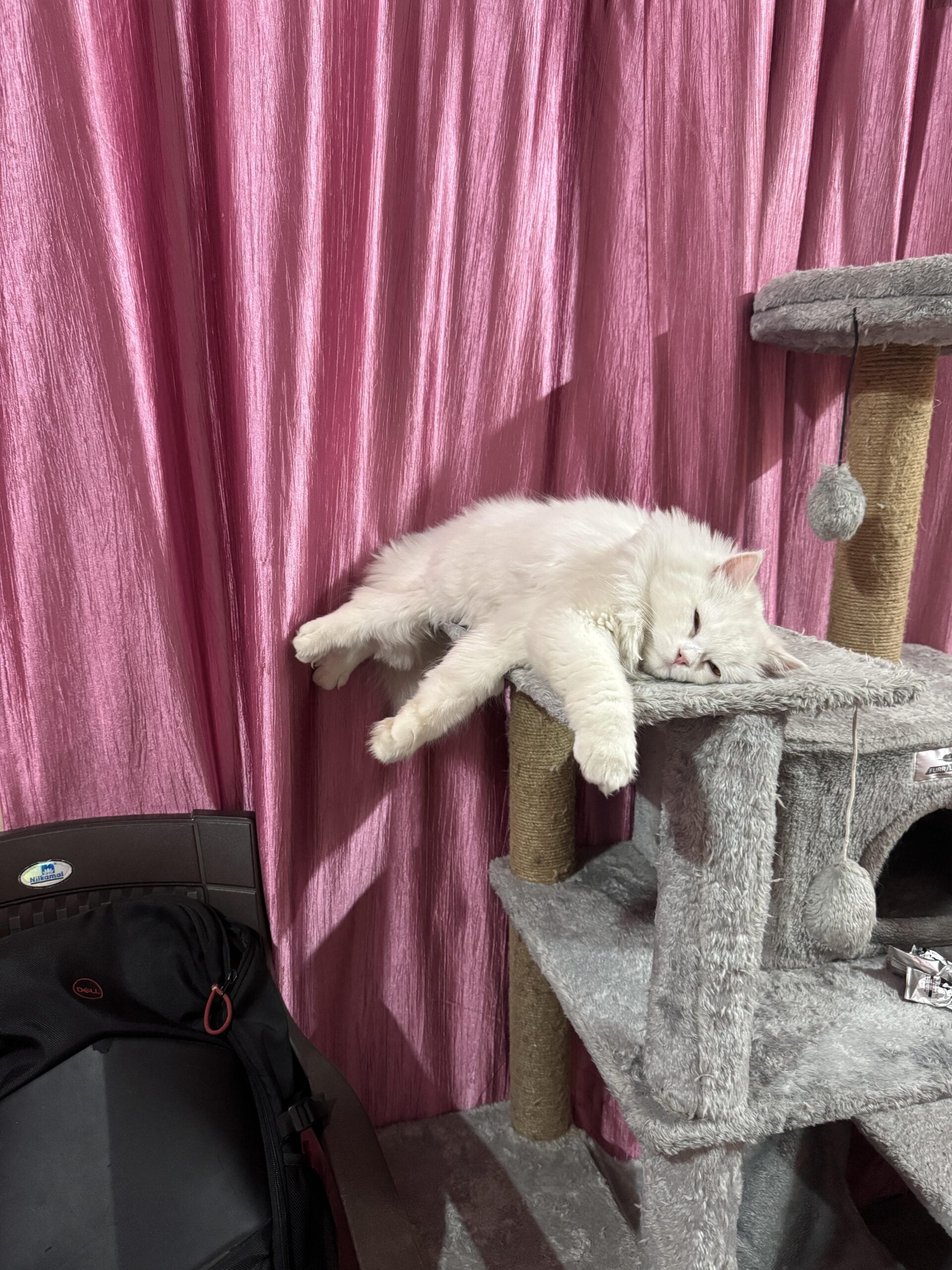 Where Can I Adopt A Cat