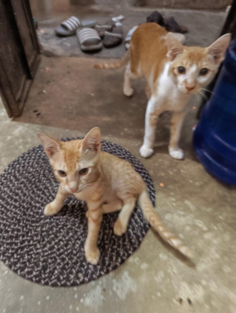 Meet chingnu and tibru! Both are up for adoption