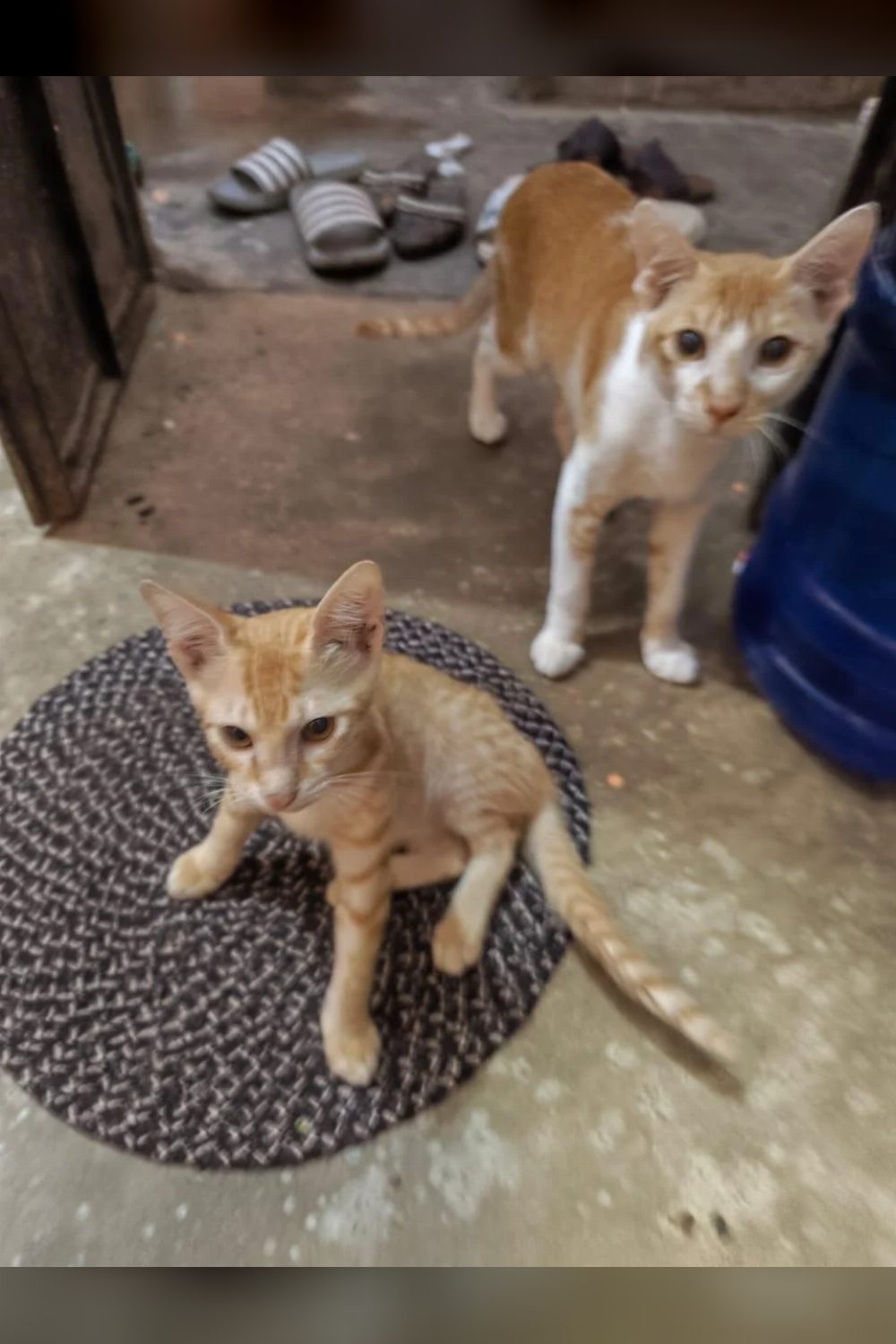 Meet chingnu and tibru! Both are up for adoption — Ranchi