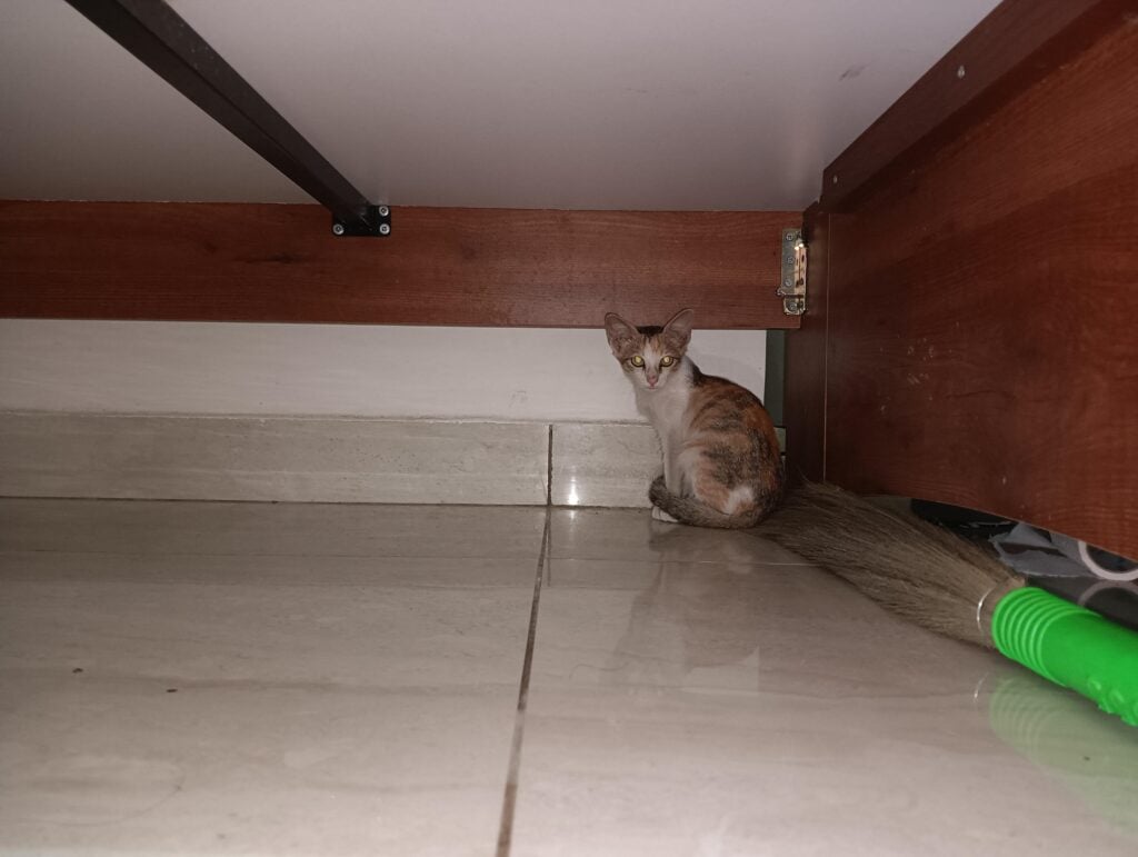 A cute calico cat for adoption