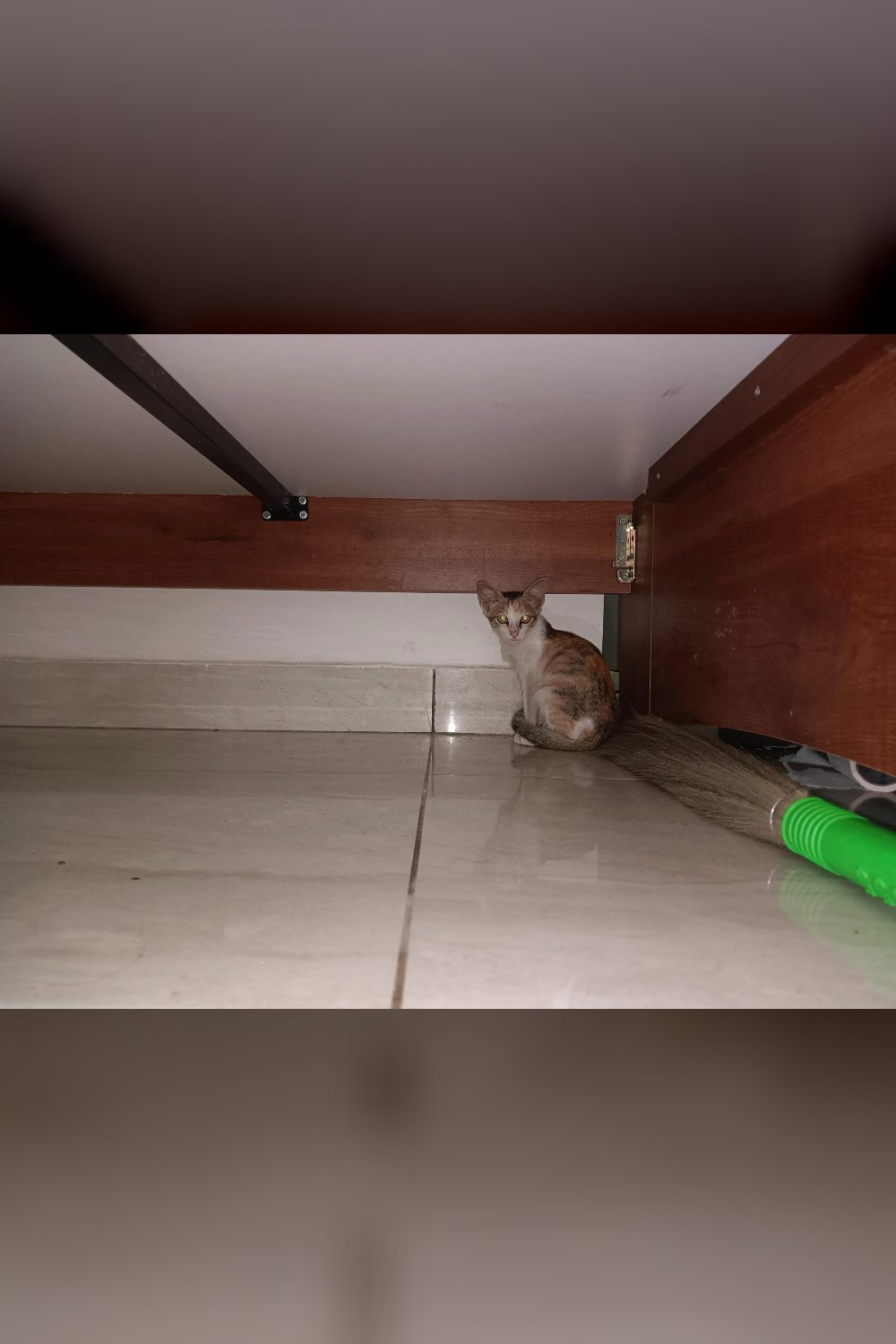 A cute calico cat for adoption — Bengaluru