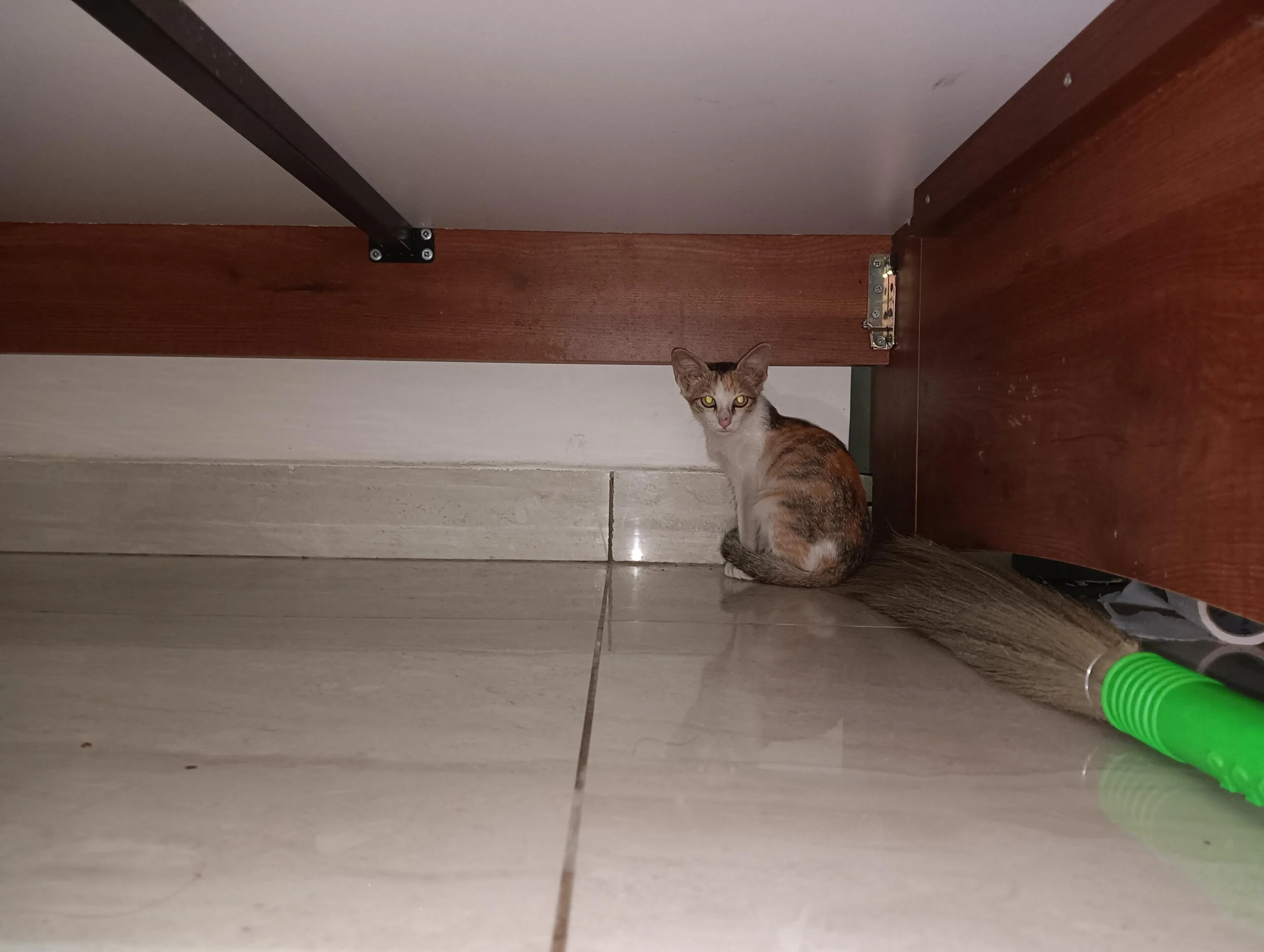 A cute calico cat for adoption