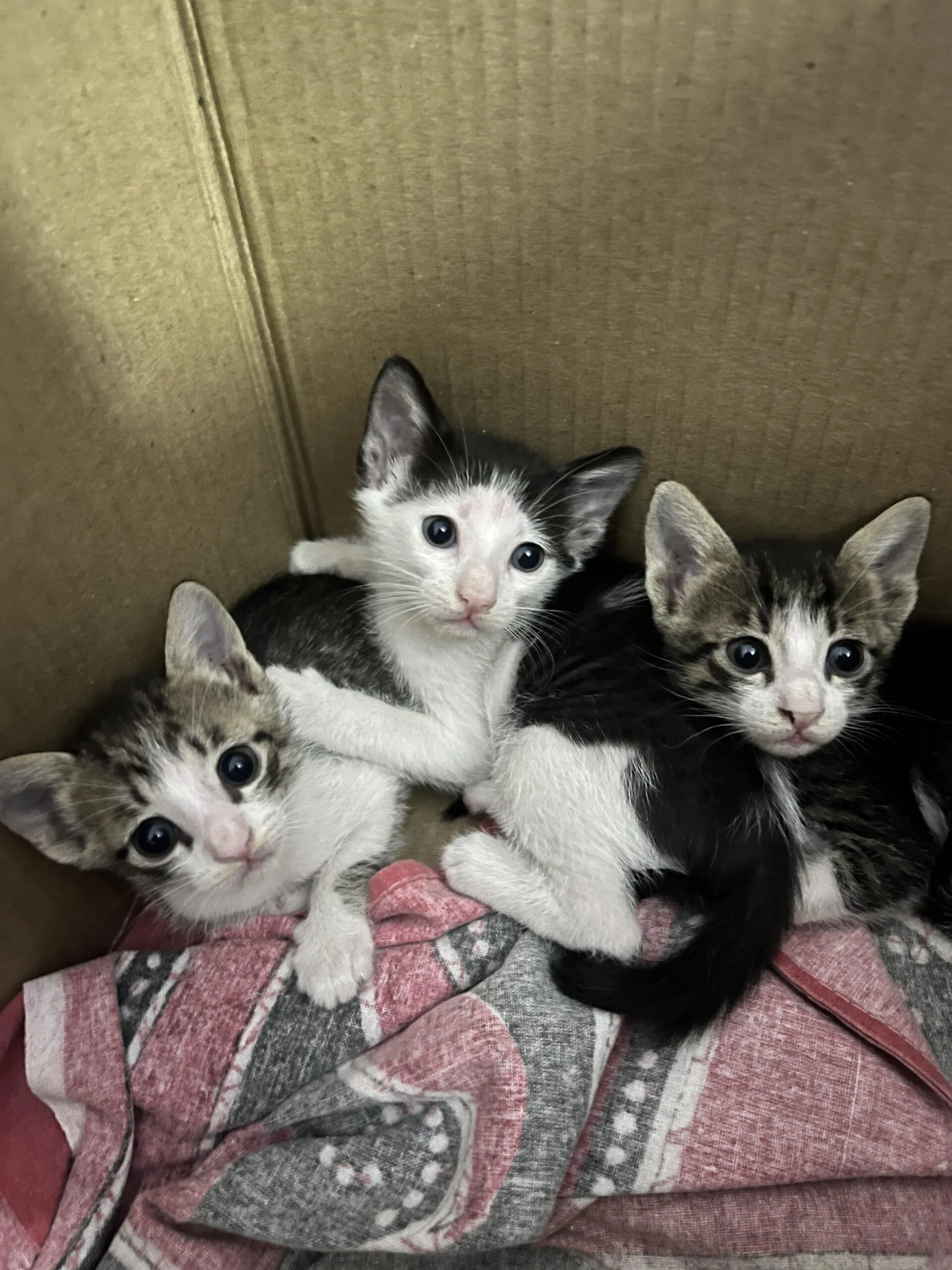 No One Has Adopted Them Yet – Urgent Homes Needed for 3 Kittens (Mumbai)