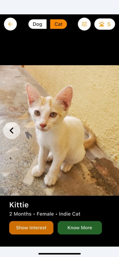 Bengaluru Kittens looking for their First Home || Floofy Adoption app