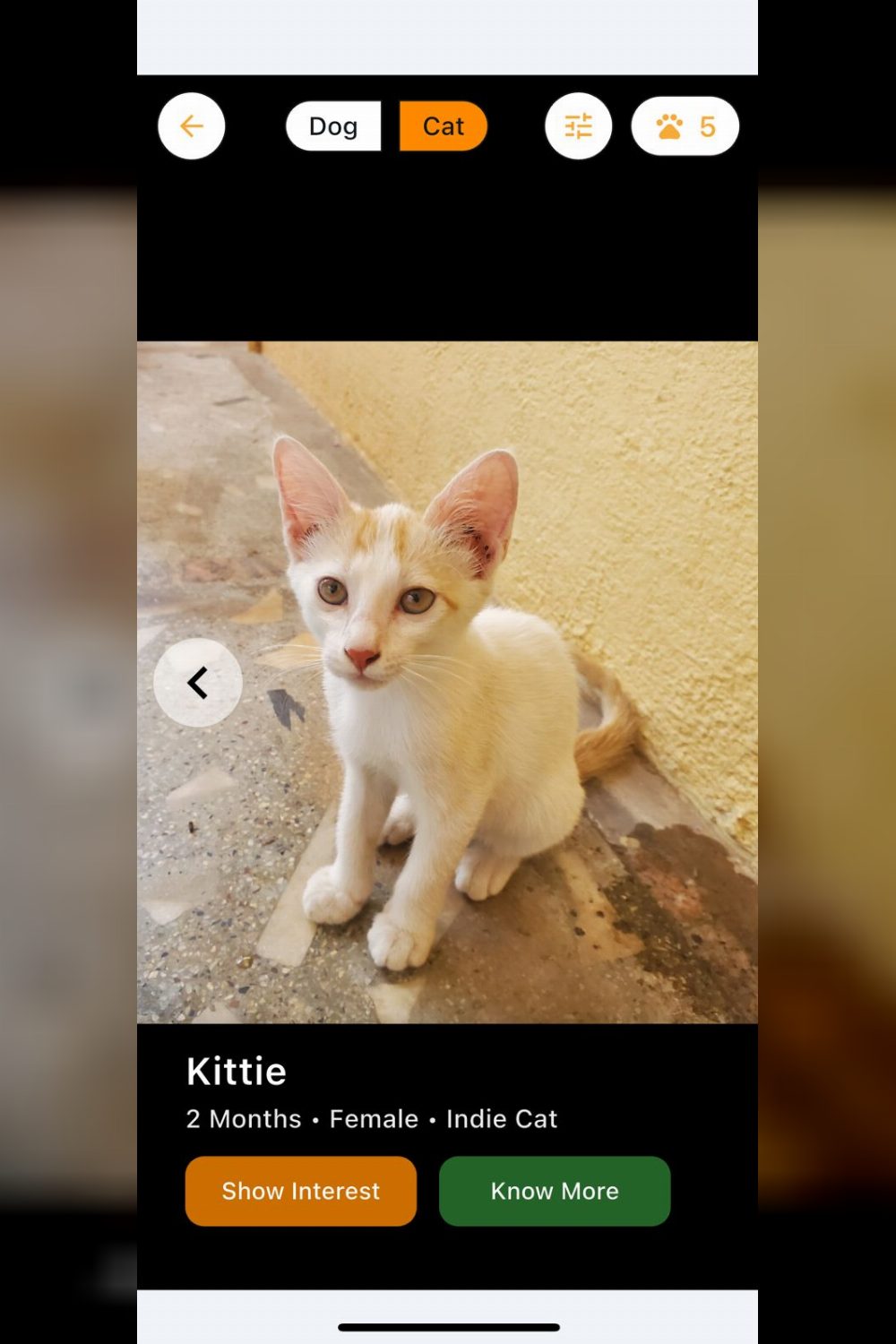 Bengaluru Kittens looking for their First Home || Floofy Adoption app
