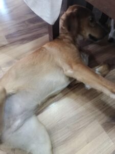 Indian puppies Adoption