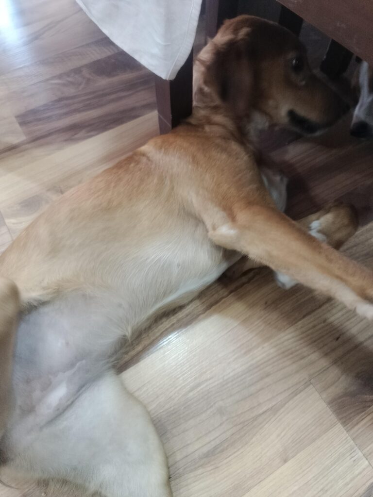 Indian puppies Adoption