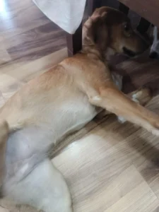 Indian puppies Adoption