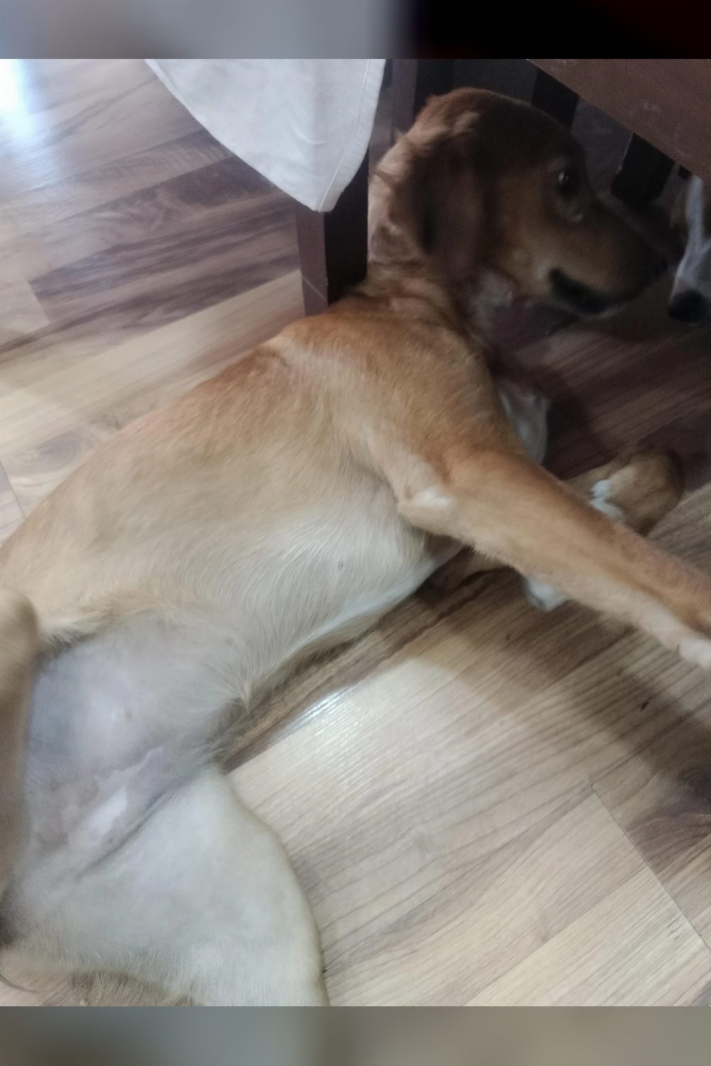 Indian puppies Adoption — Indore