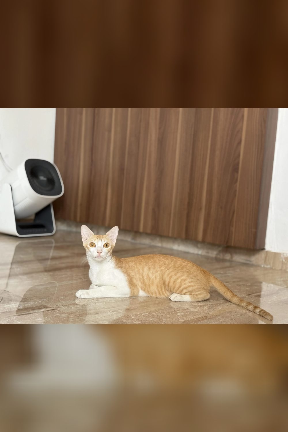 Kittens and mom for adoption — Delhi NCR