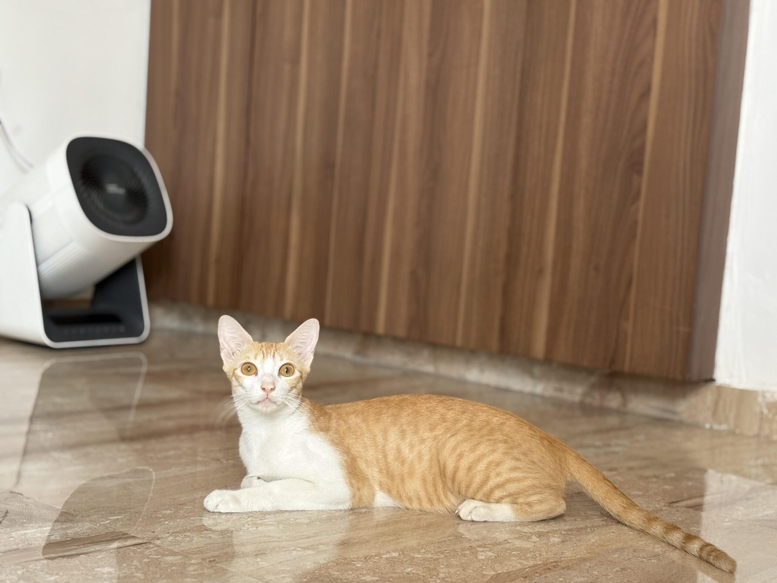 Kittens and mom for adoption