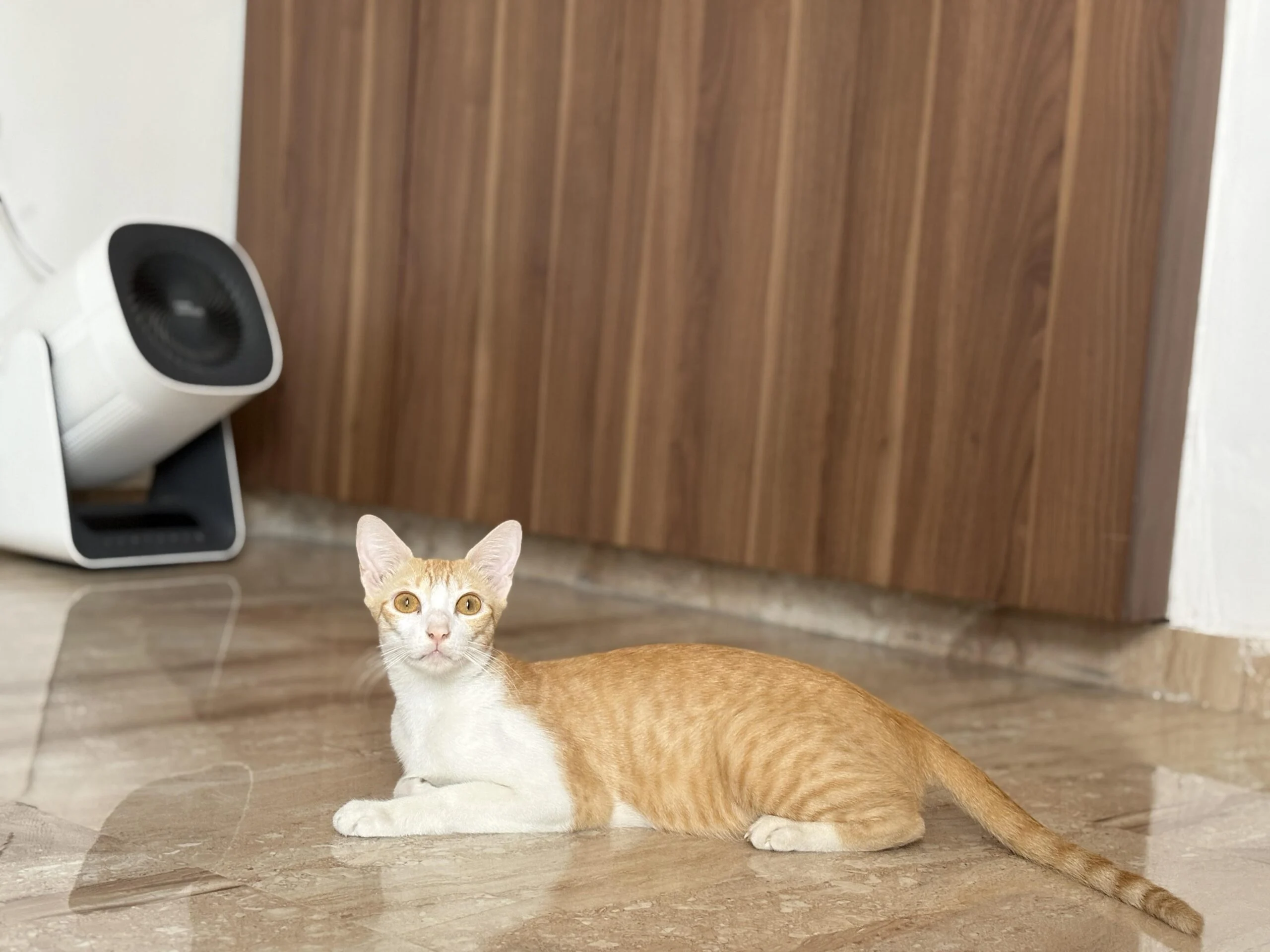 Kittens and mom for adoption