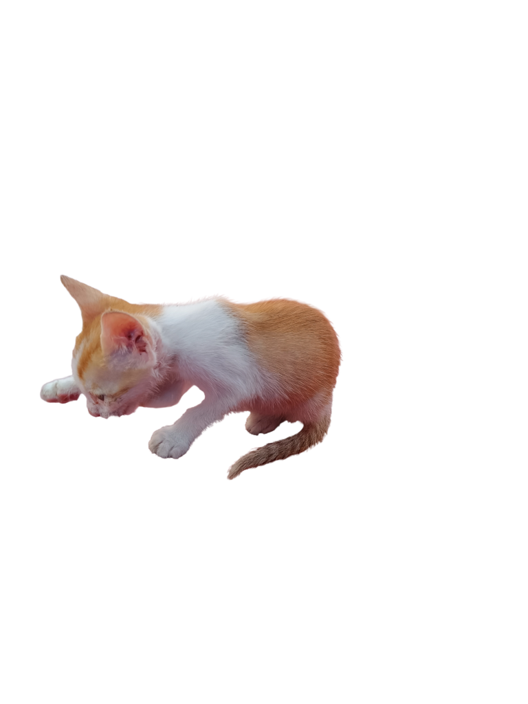 Adoption appeal for rescued stray kitten in Chennai