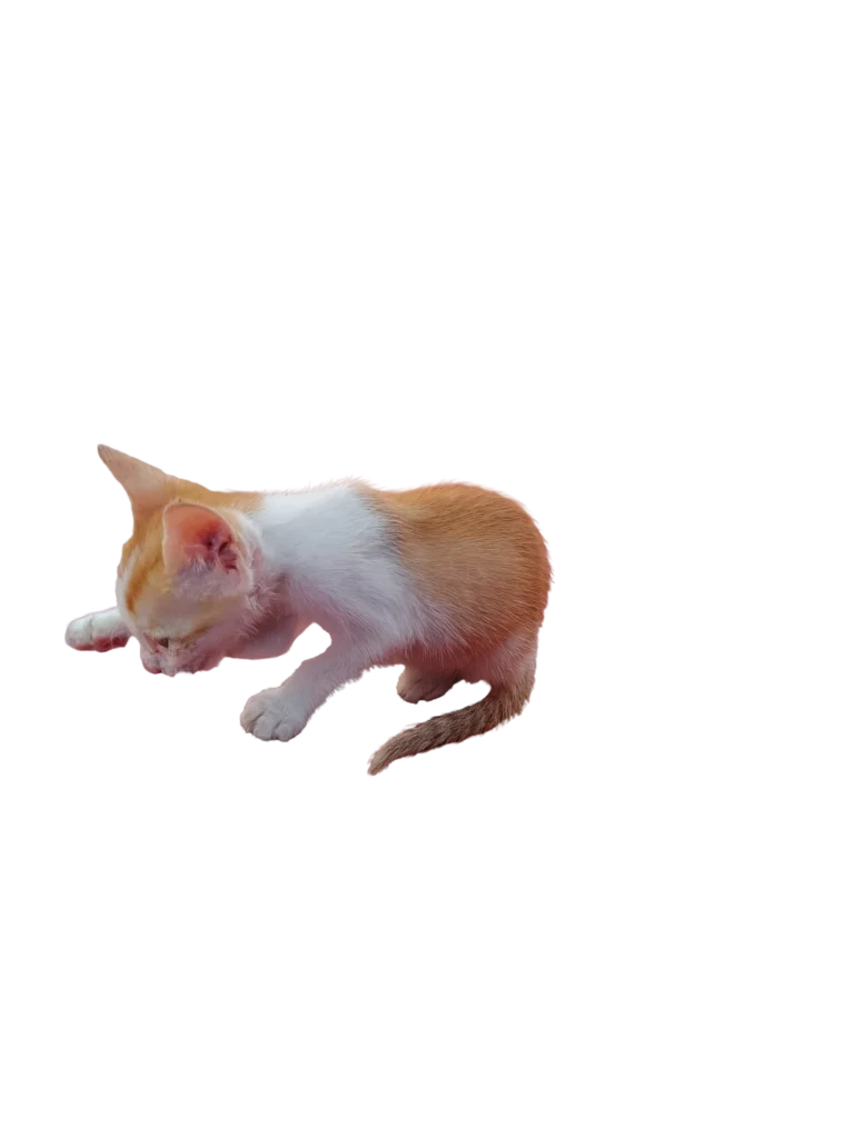 Adoption appeal for rescued stray kitten in Chennai