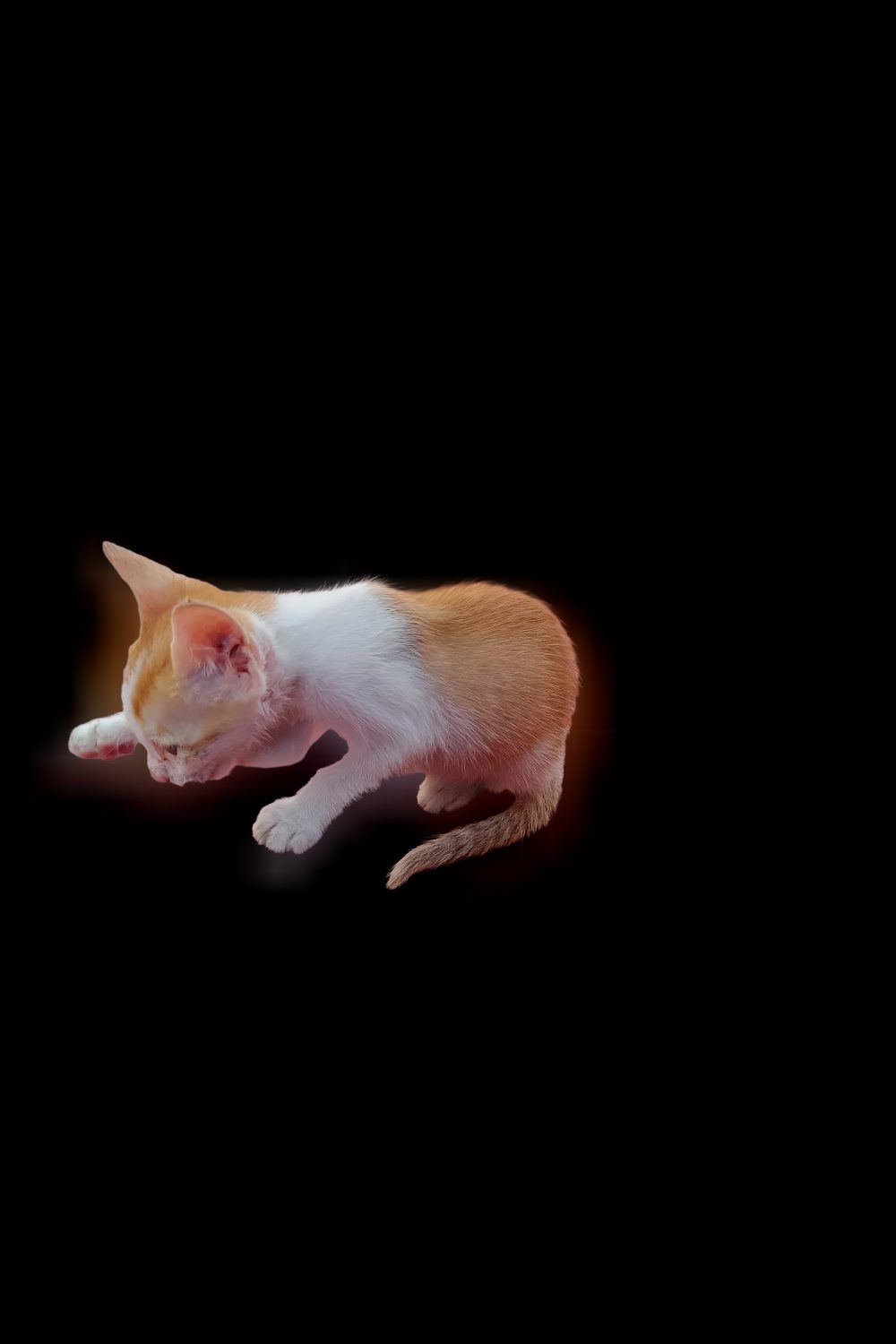 Female kitten for adoption — Chennai