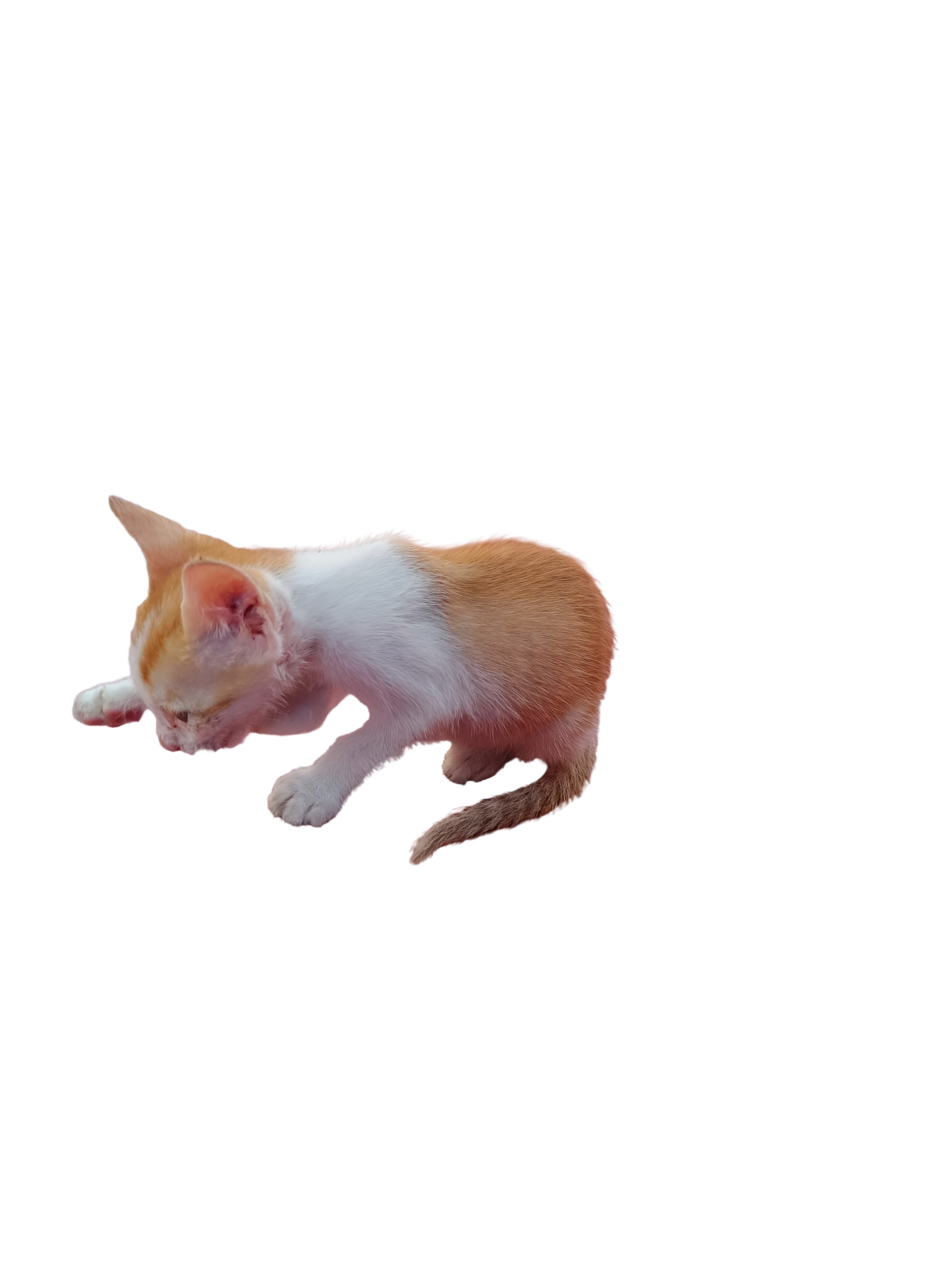 Adoption appeal for rescued stray kitten in Chennai