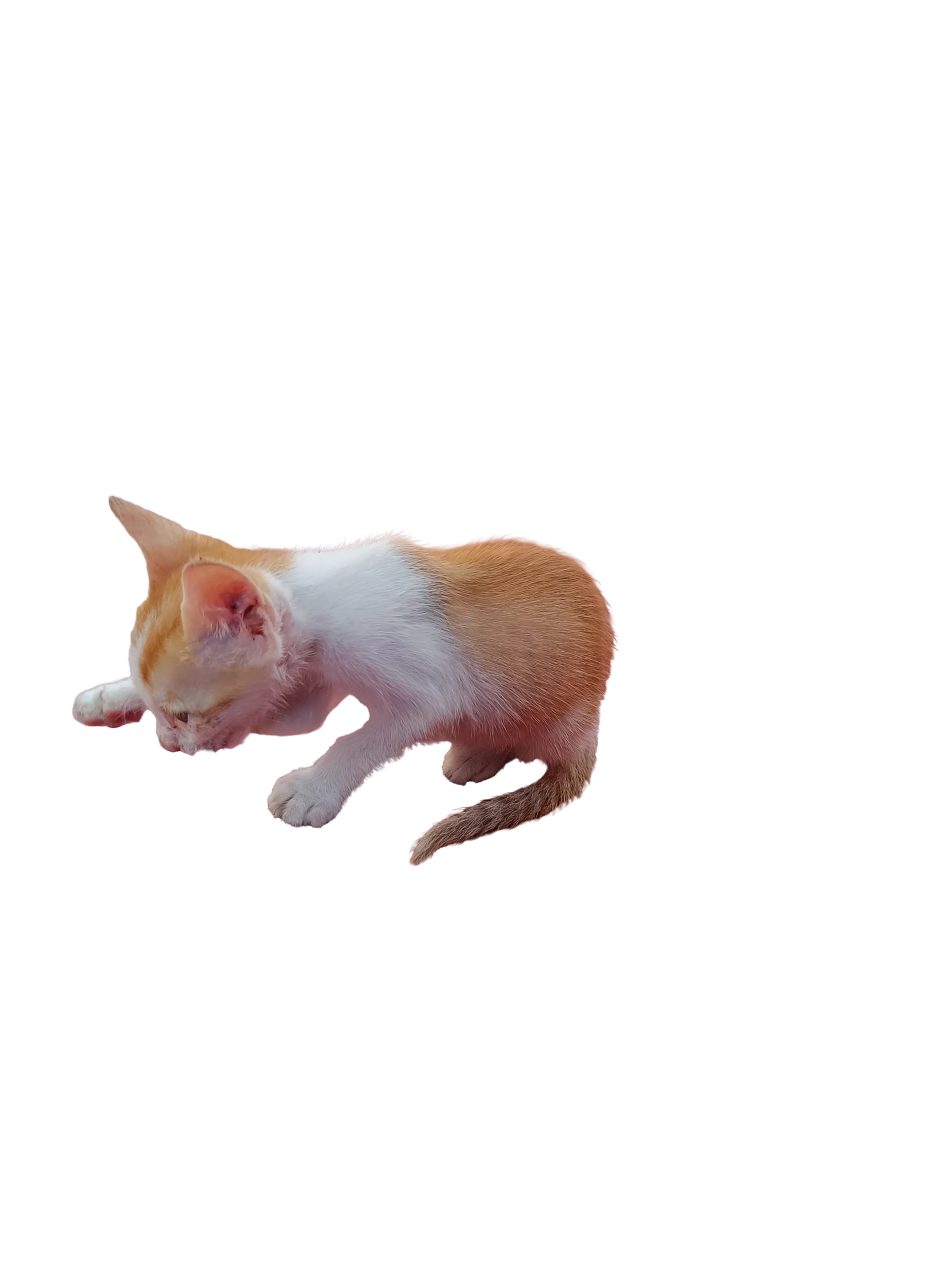 Adoption appeal for rescued stray kitten in Chennai
