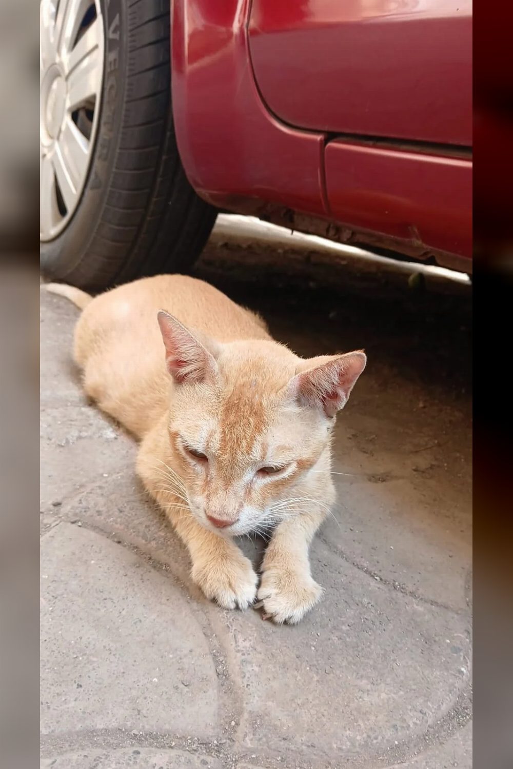 A kitten and her mother up for adoption — Mumbai