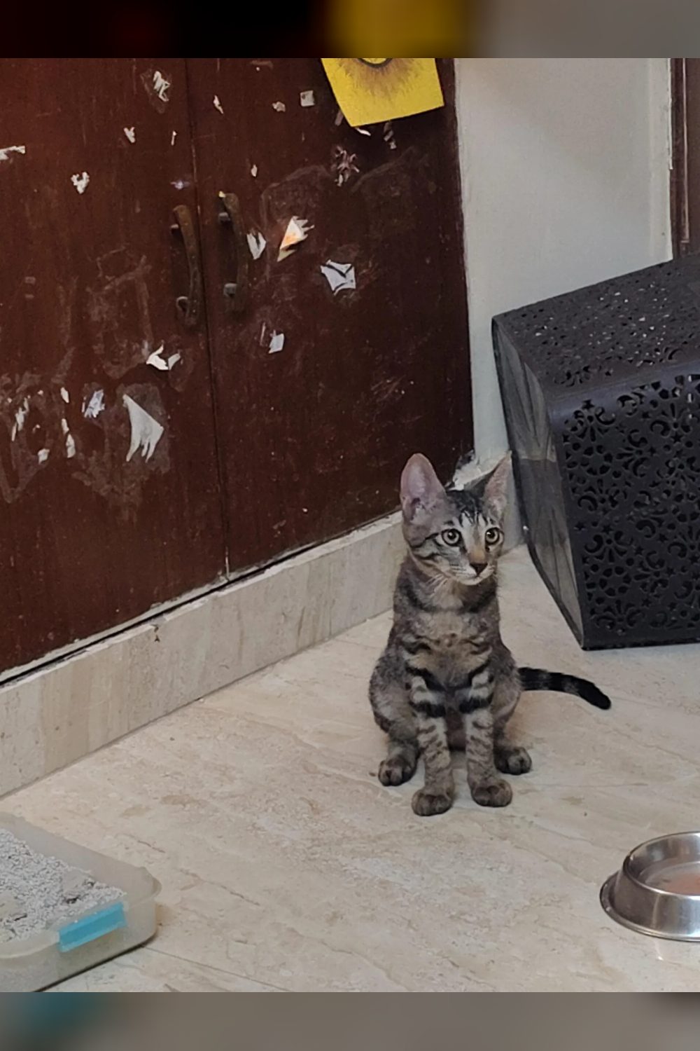 Looking forward a foster -Urgent! — Delhi NCR
