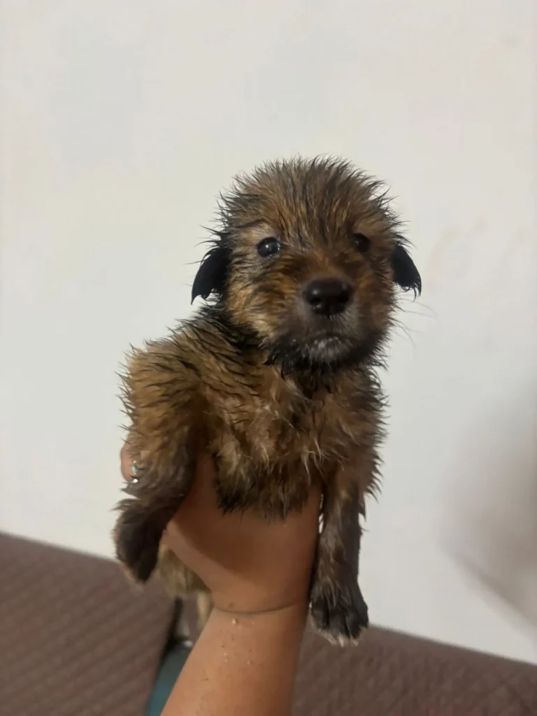 Urgent Adoption Appeal 🐾