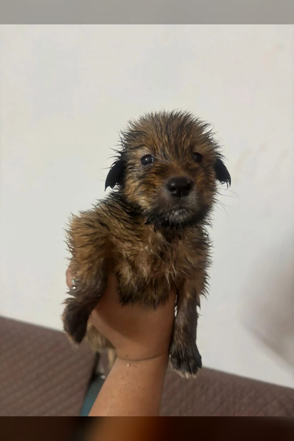Three 1-month-old puppies for adoption — Delhi NCR
