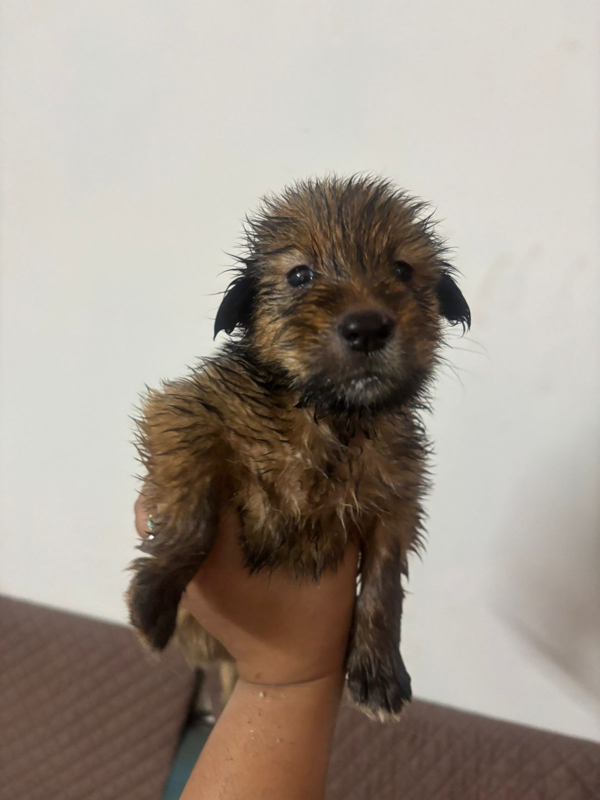 Urgent Adoption Appeal 🐾