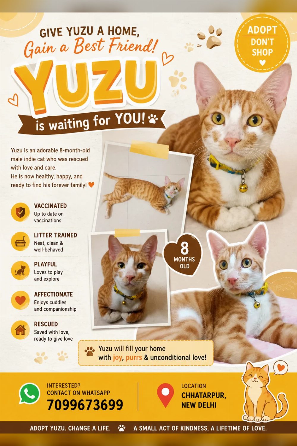 Neutered 8-month-old male kitten for adoption in New Delhi