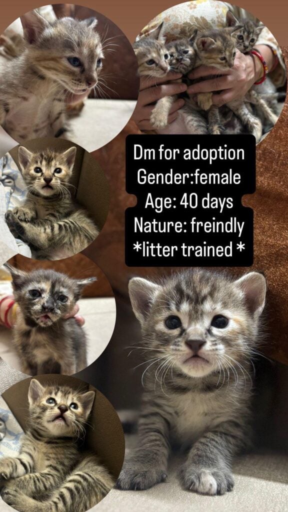 Adoption kittens Delhi (NCR) Ghaziabad contact-8448737844