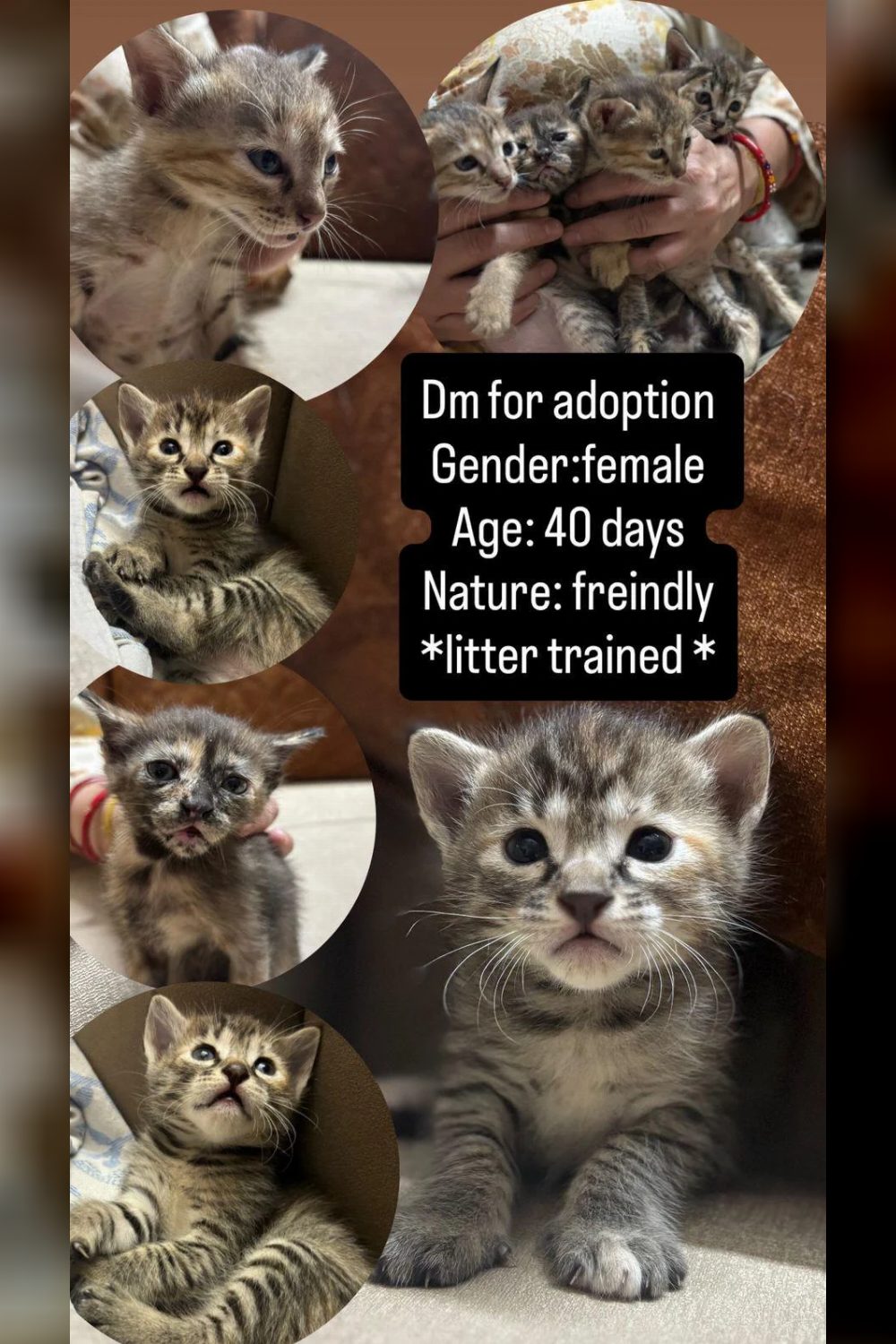 Adoption kittens Delhi (NCR) Ghaziabad contact