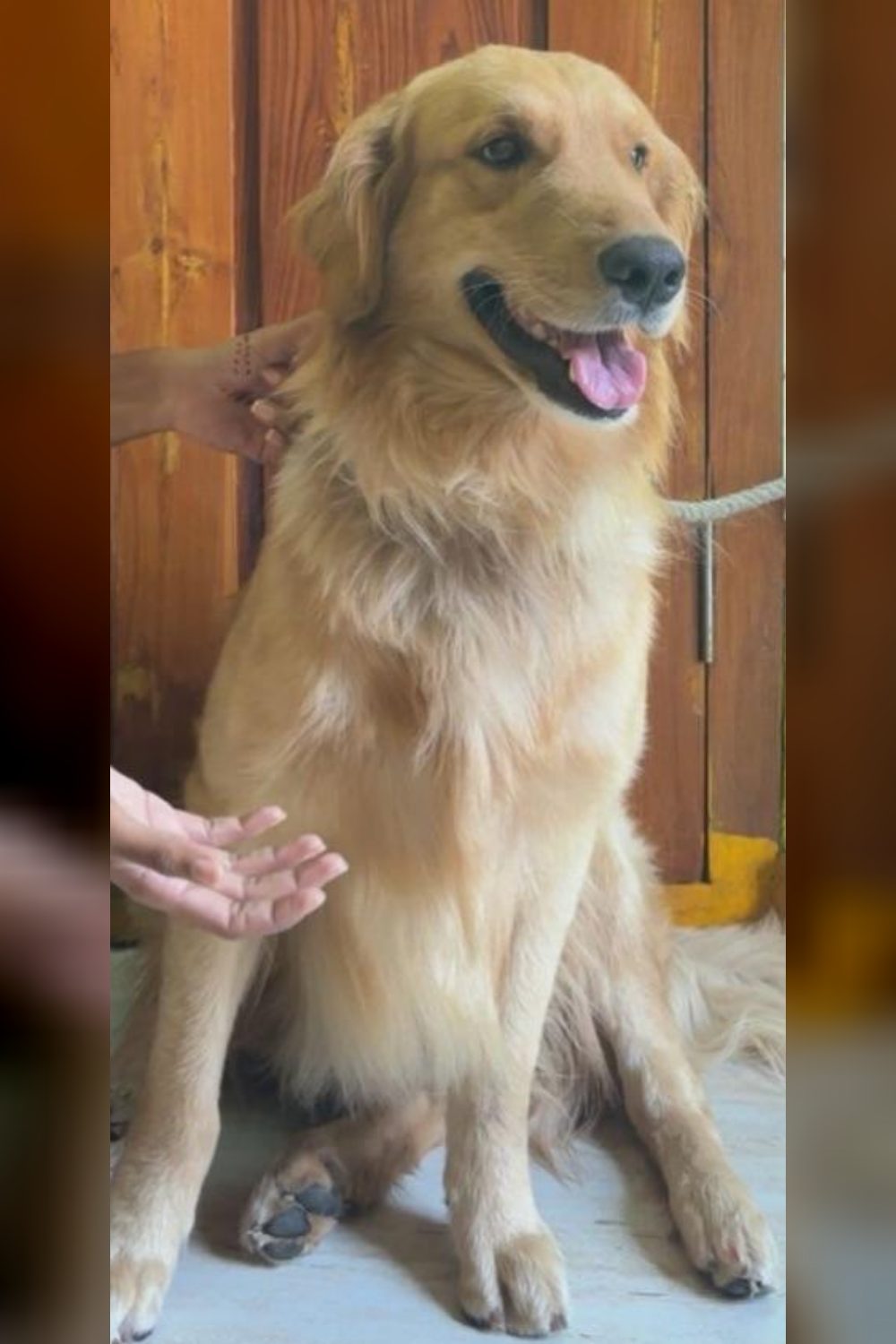 Two-Year-Old Male Golden Retriever Needs a New Home — Hyderabad
