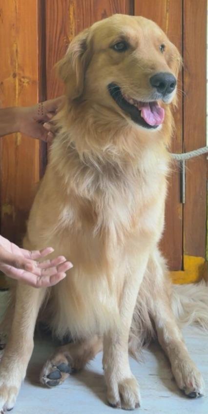 Looking to adopt a 2-year-old male Golden Retriever – free to a good home 🐾