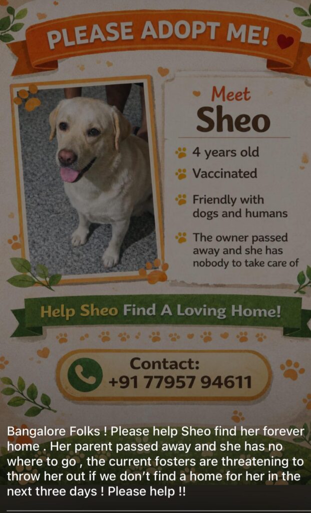 Adoption request URGENT
