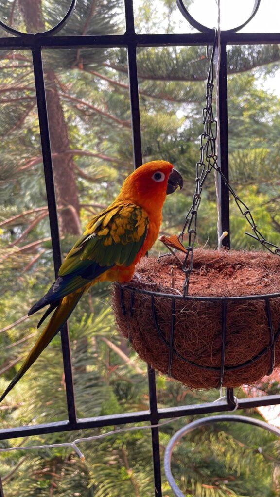 Coco - Sun Conure Adoption Appeal