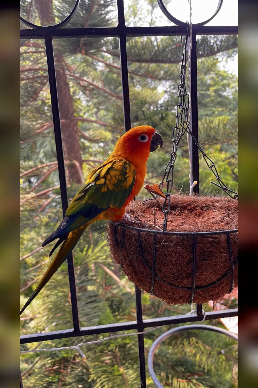 Coco — Sun Conure Adoption Appeal — Bengaluru