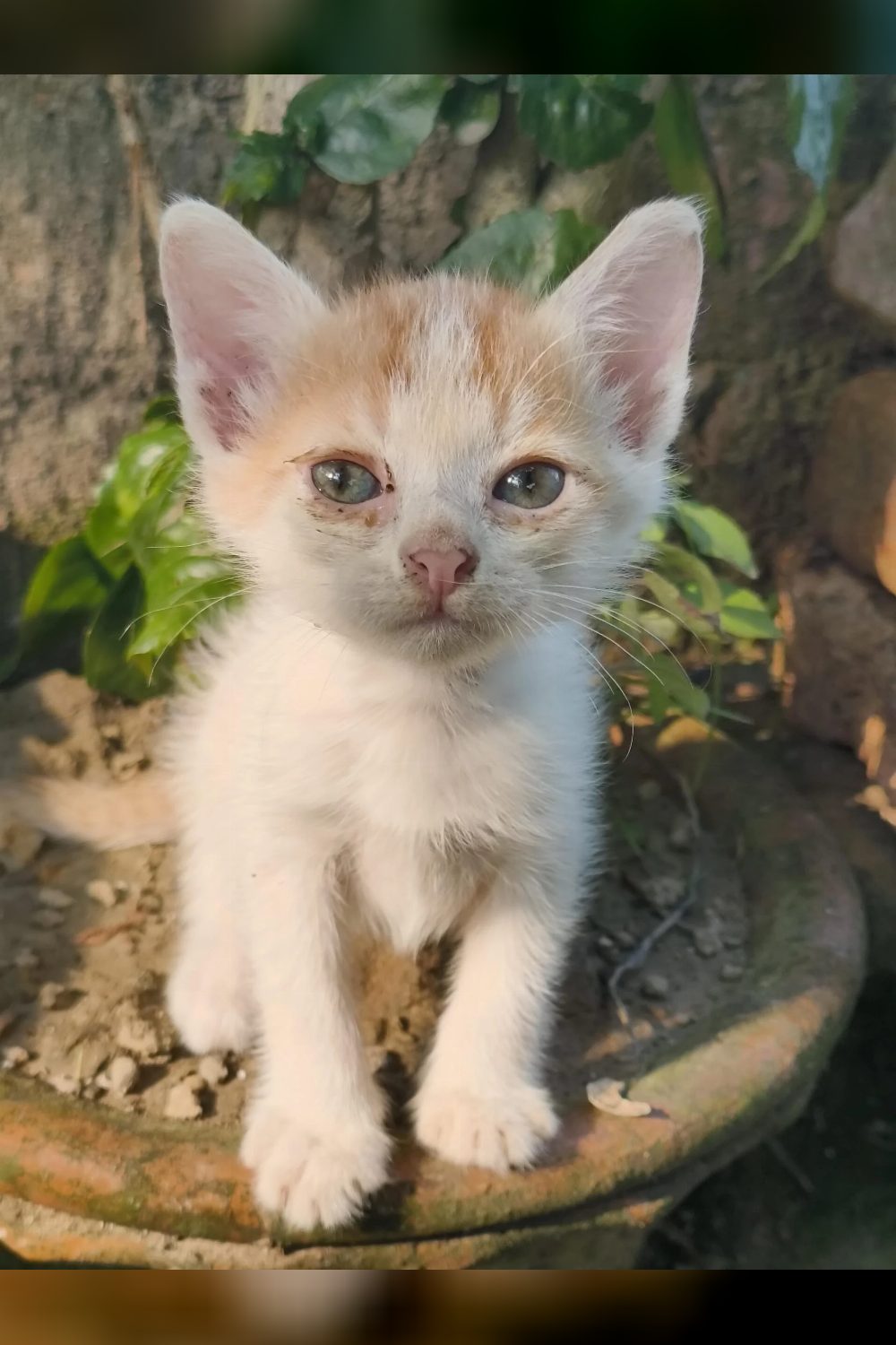 (Adoption) 2 Rescued Female Kittens Looking for a Loving Home — Kolkata 🐾