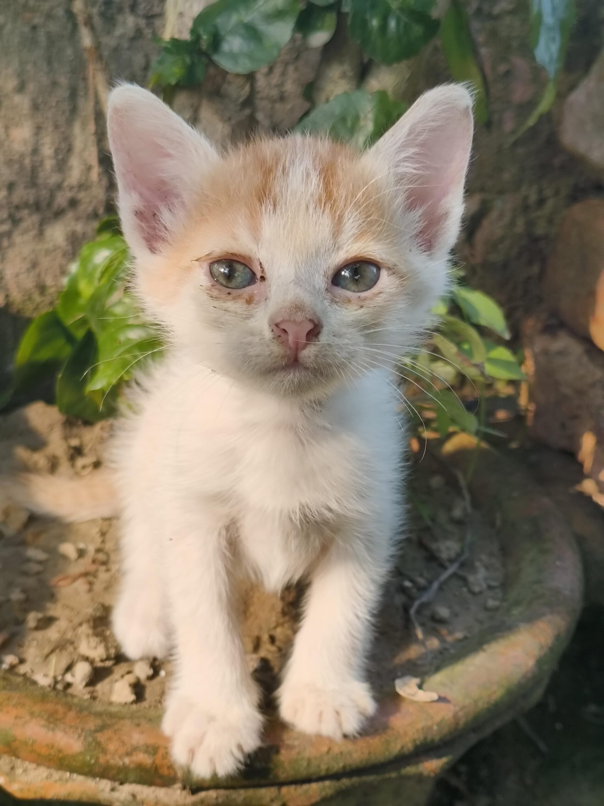 (Adoption) 2 Rescued Female Kittens Looking for a Loving Home β Kolkata πΎ