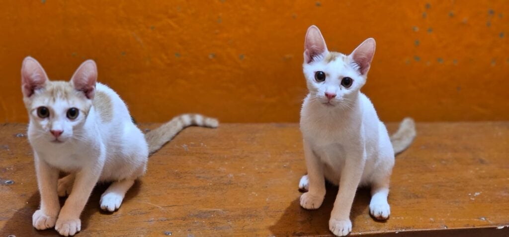 Urgent adoption request