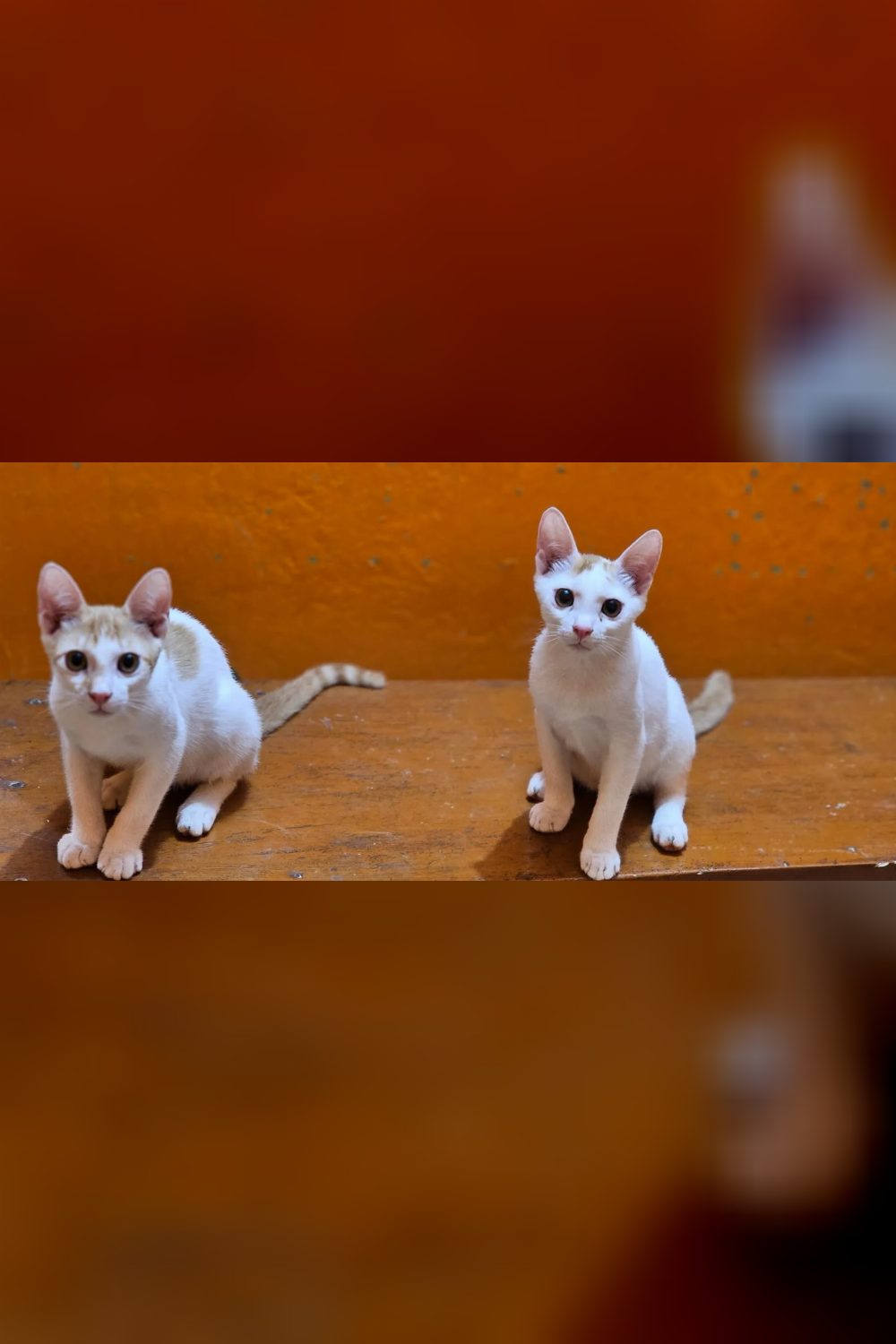 3.5-month-old female cat for adoption — Kolkata