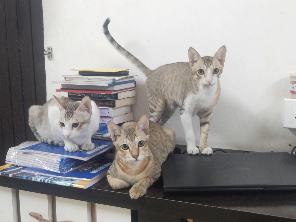 Adoption request - pet in India