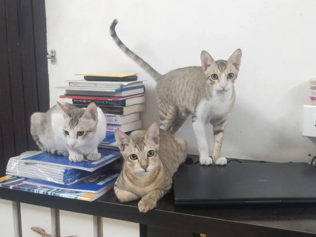 Adoption request - pet in India
