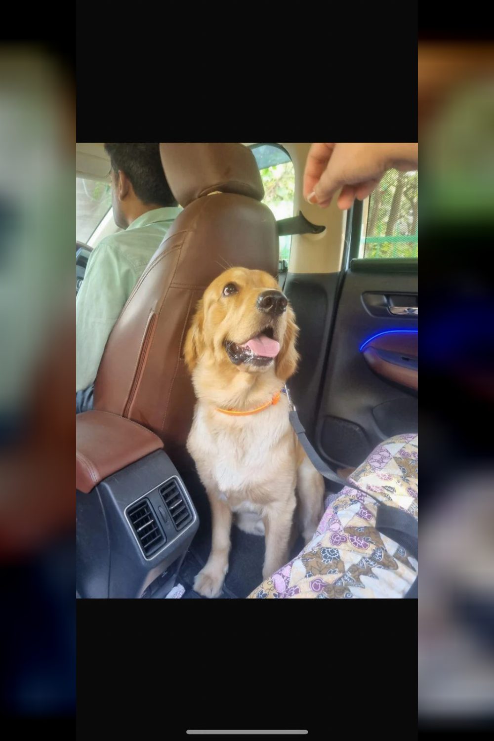 8-month-old male dog for adoption — Delhi NCR