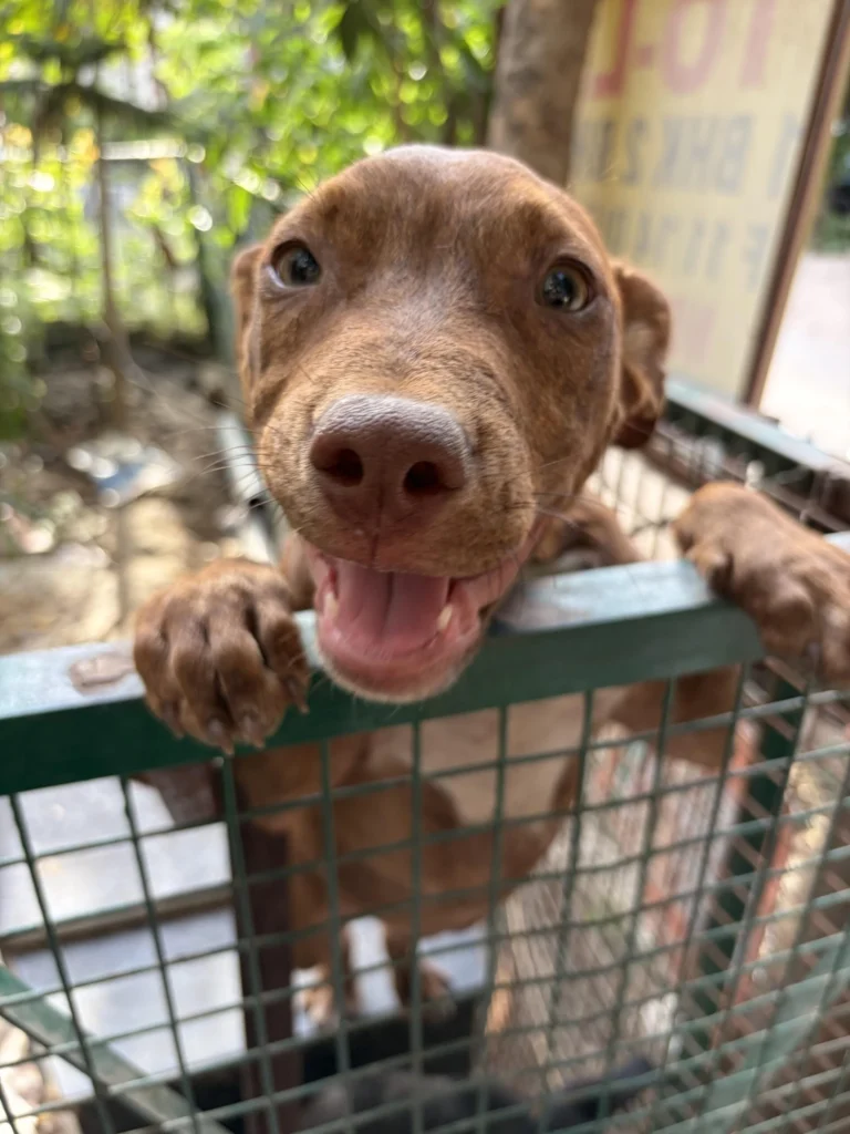 Iggy & Poppy need a home!