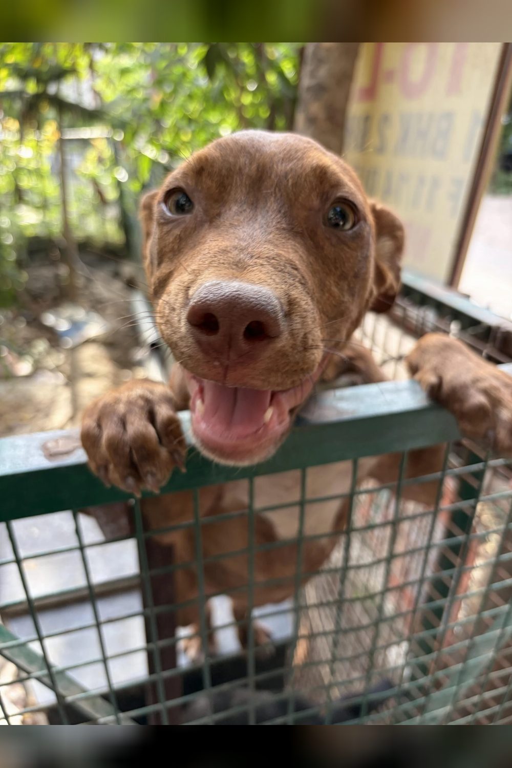 Iggy and Poppy need a home — Delhi NCR
