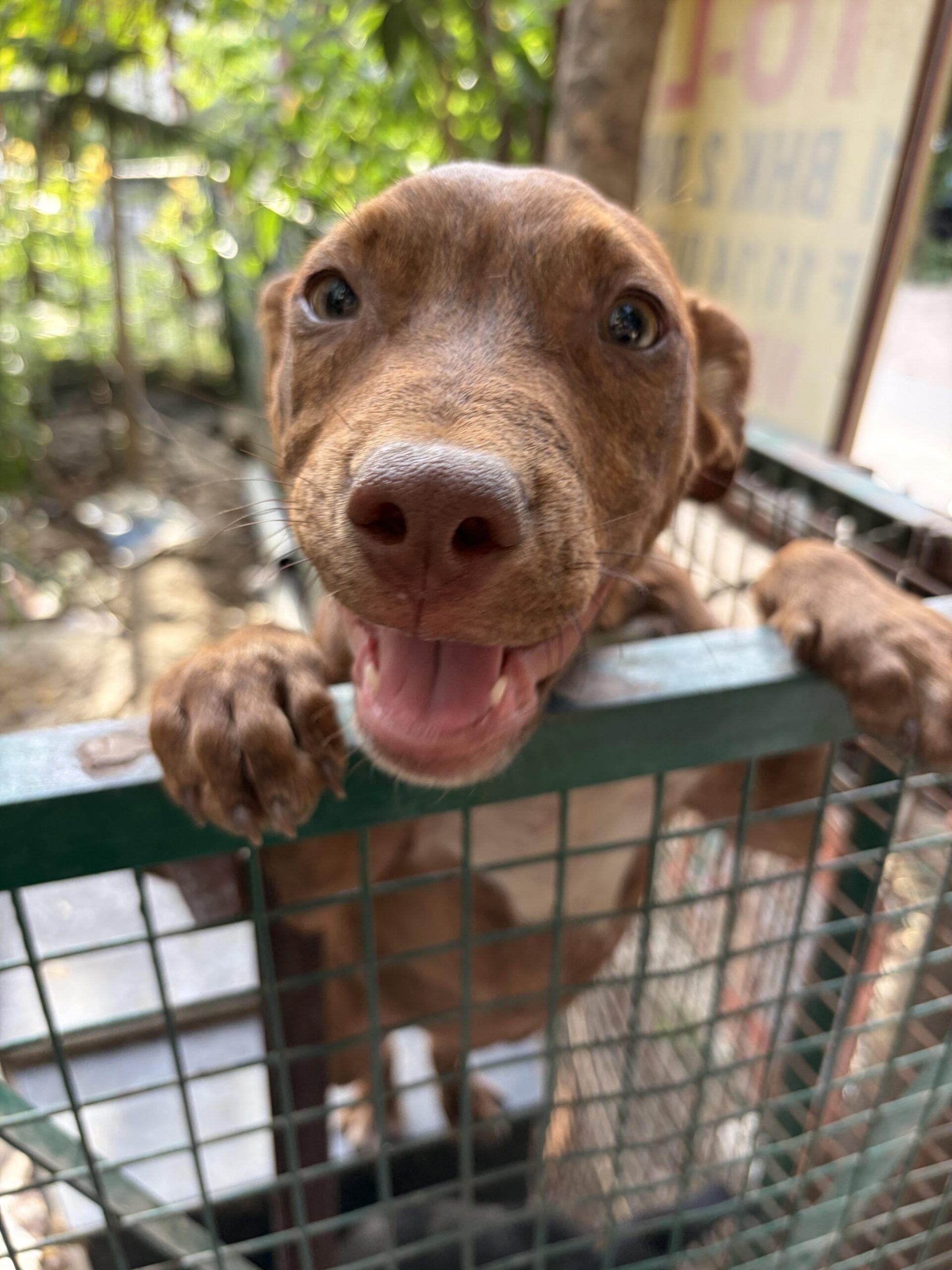 Iggy & Poppy need a home!